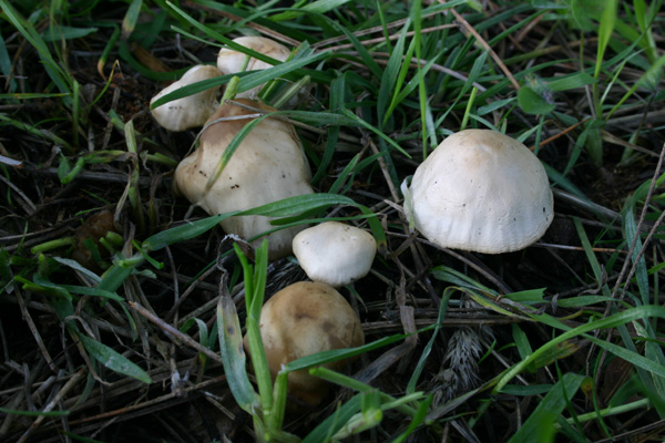 Collybia cf. verna